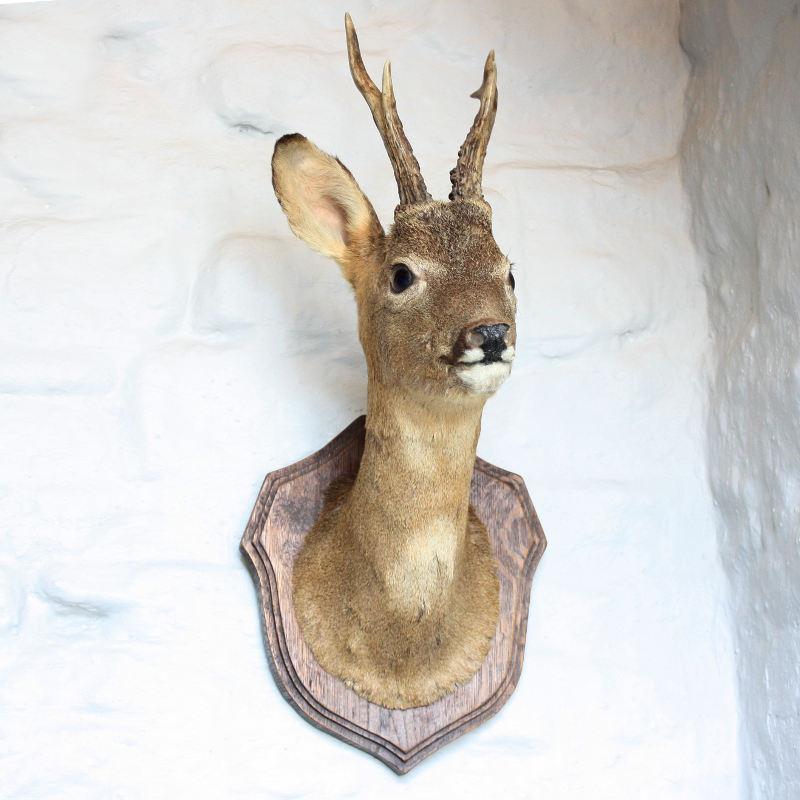 Stuffed deer head - ATVMBRG1129