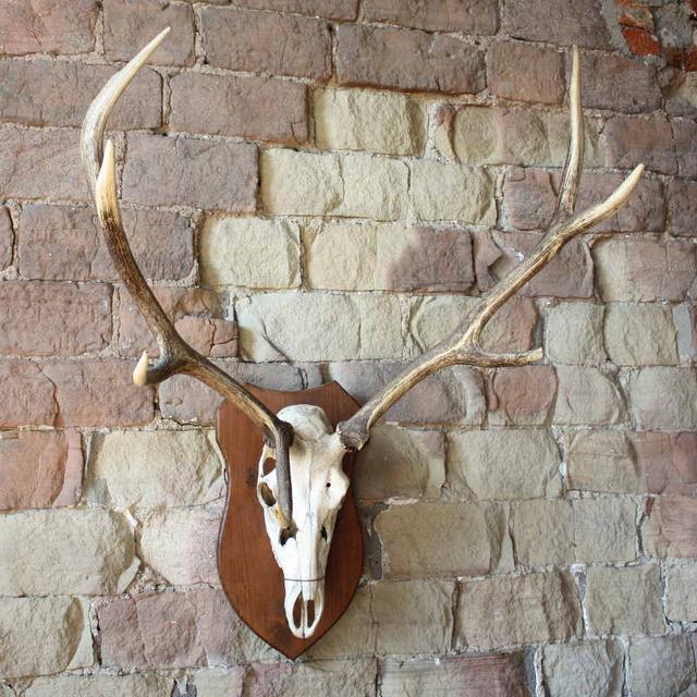Wall mounted deer antlers