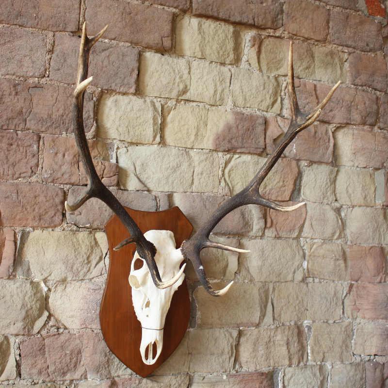 Mounted stag antlers - ATVMBRG1153
