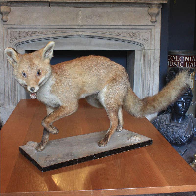Stuffed fox on board - ATVMBRG1171