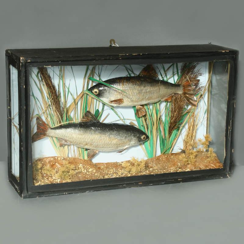 Fish in display case Image 1