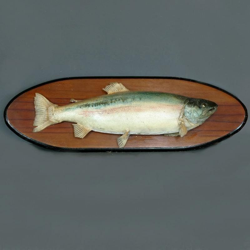 Mounted salmon Image 1
