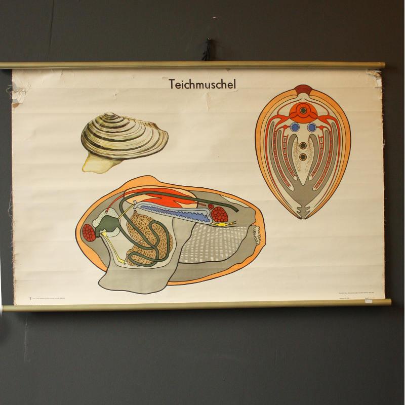 Vintage school poster - ATVMBRK0940