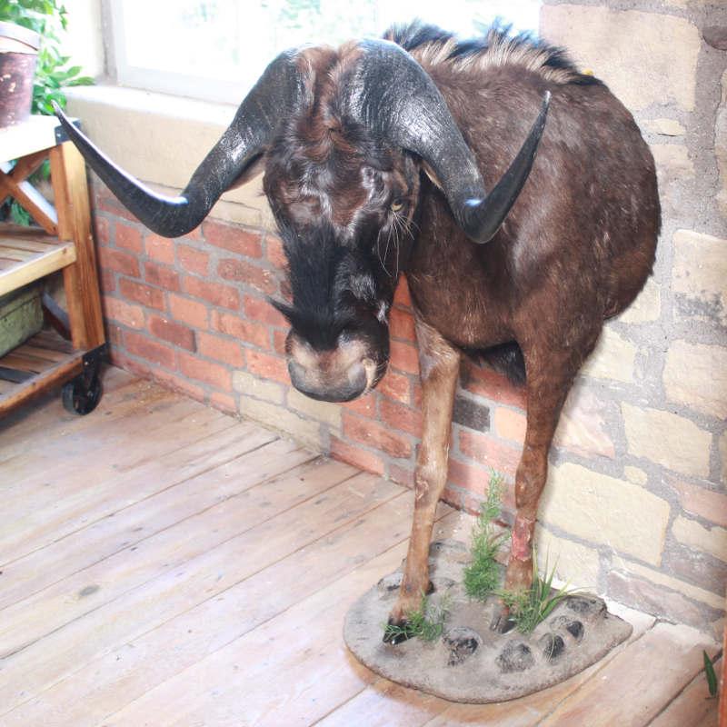 Stuffed half mount gnu Image 1