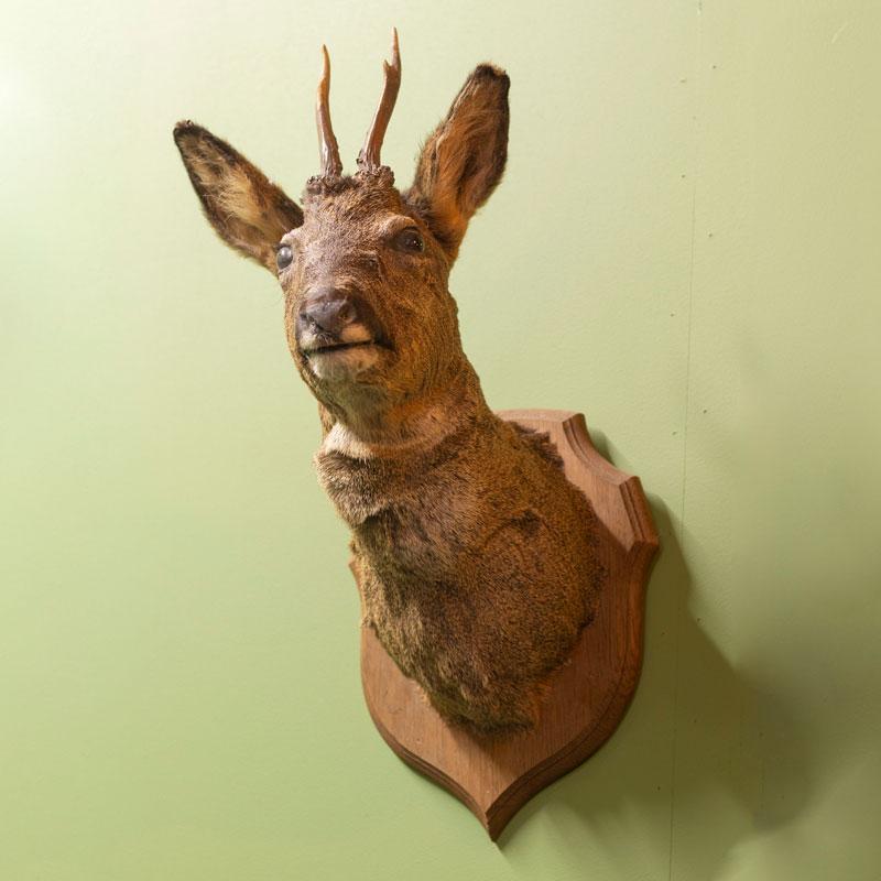 Roe Deer Head