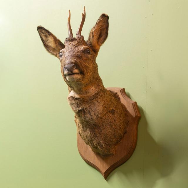 Roe Deer Head