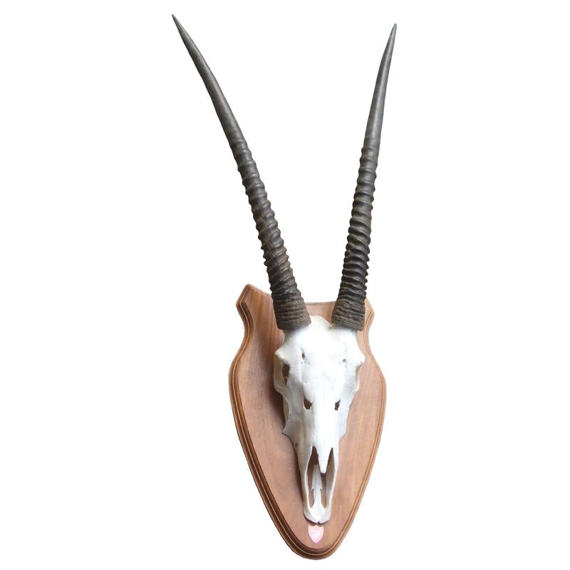 Mounted gemsbock Skull - ATVMBRA3391