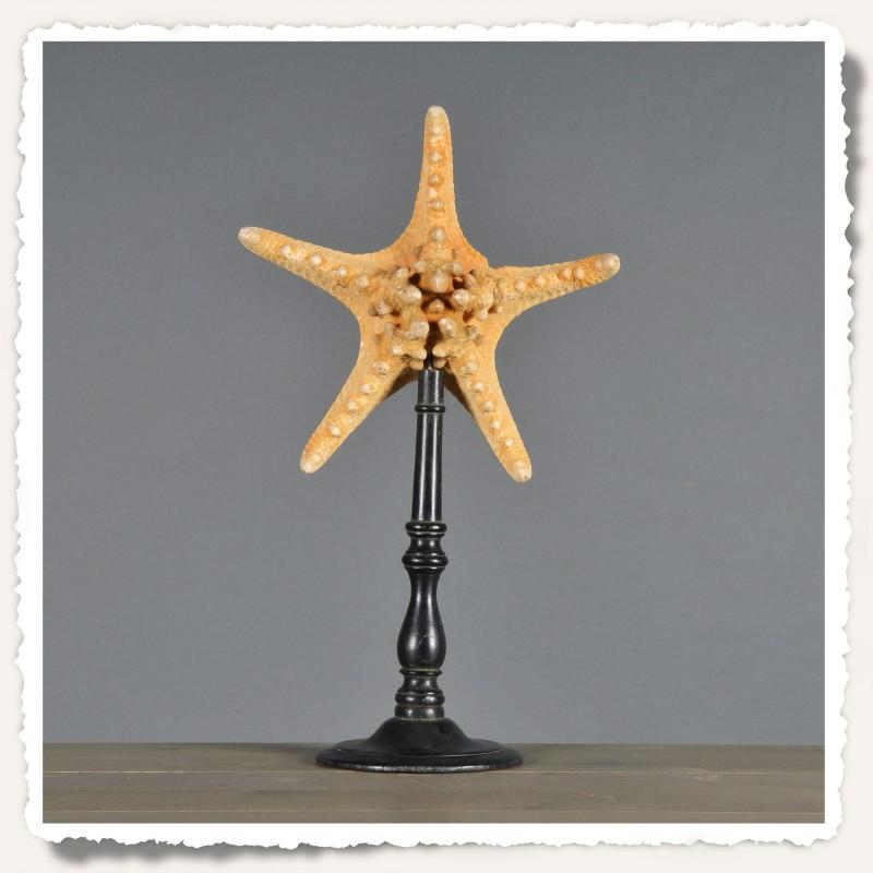 Starfish mounted on base Image 1