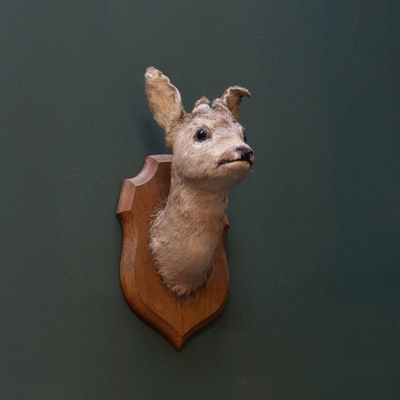 Fawn Head