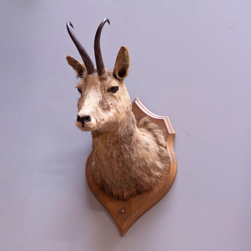 Taxidermy Head