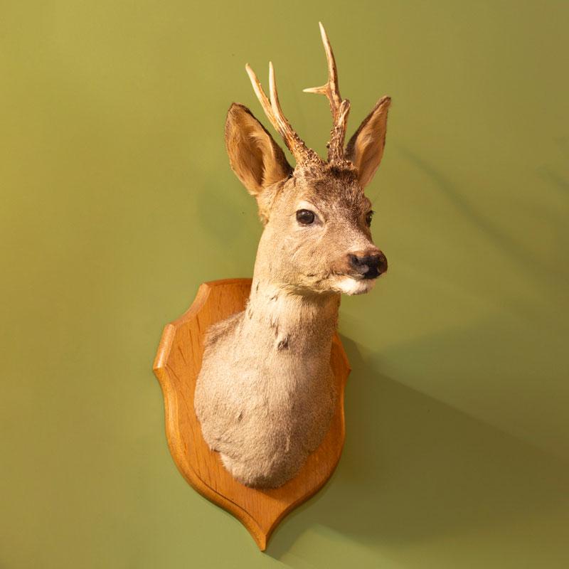 Roe deer head